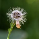 Flowers within a flower